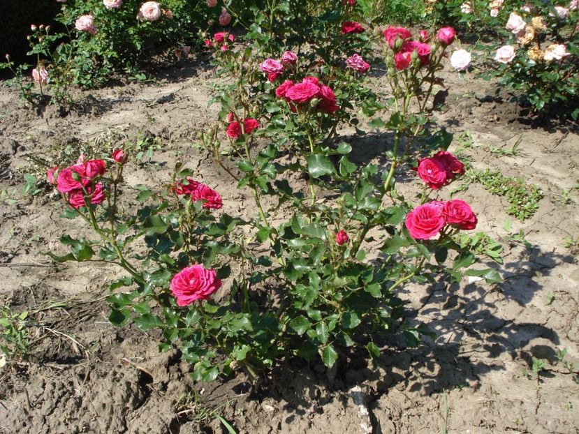  - 4Trandafiri 2016 Gradina botanica