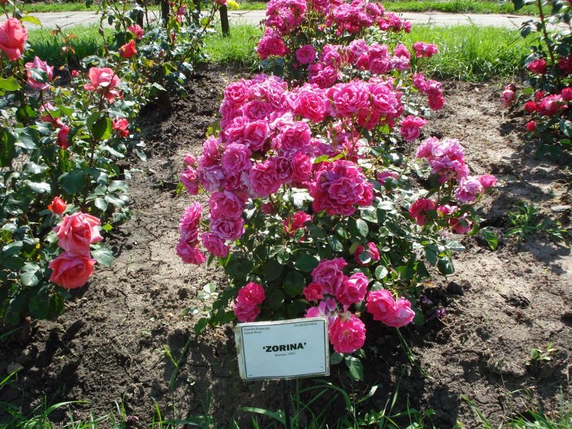  - 4Trandafiri 2016 Gradina botanica