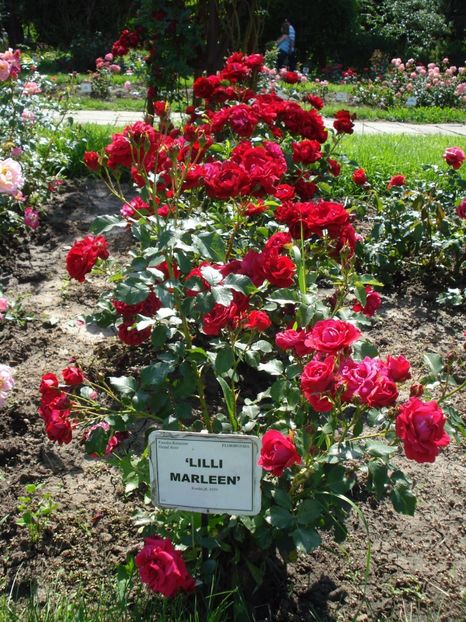  - 4Trandafiri 2016 Gradina botanica