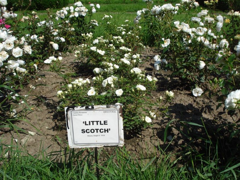  - 4Trandafiri 2016 Gradina botanica