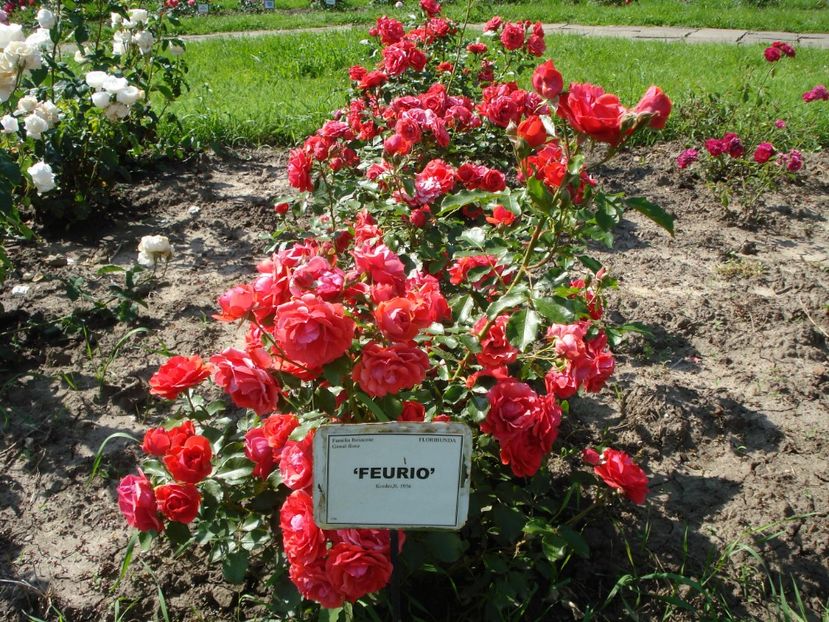  - 4Trandafiri 2016 Gradina botanica