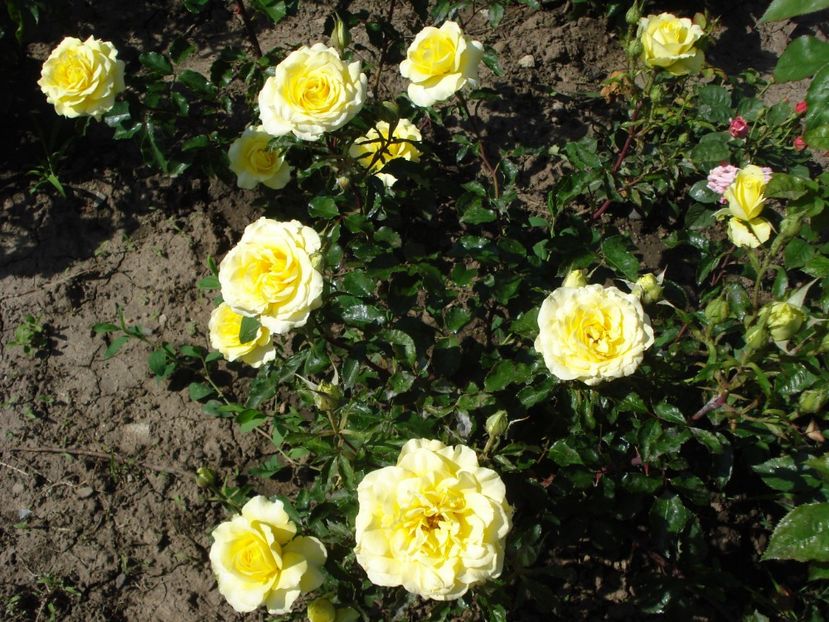  - 4Trandafiri 2016 Gradina botanica