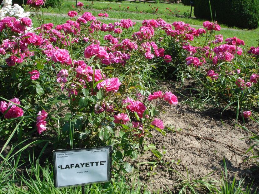  - 4Trandafiri 2016 Gradina botanica