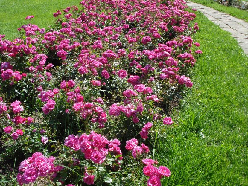  - 4Trandafiri 2016 Gradina botanica