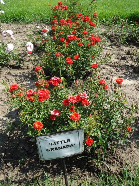  - 4Trandafiri 2016 Gradina botanica