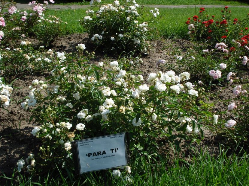  - 4Trandafiri 2016 Gradina botanica