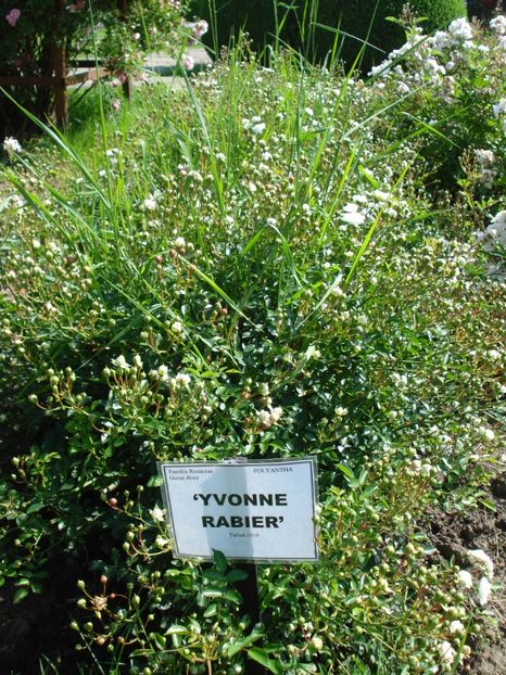  - 4Trandafiri 2016 Gradina botanica