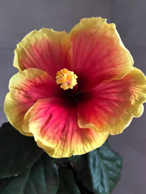 01.07.2017 - Hibiscus 2017