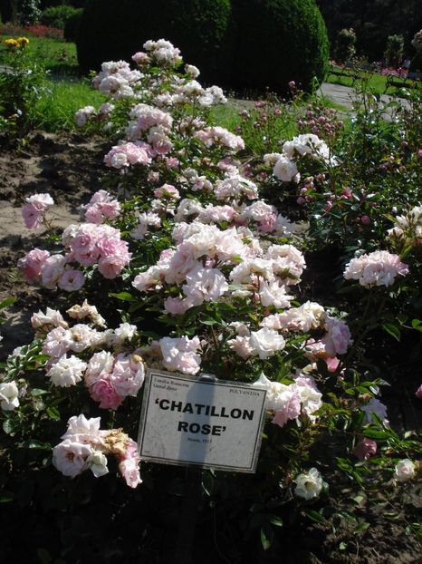  - 4Trandafiri 2016 Gradina botanica