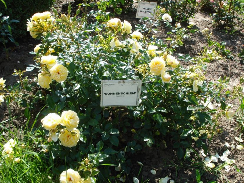  - 4Trandafiri 2016 Gradina botanica