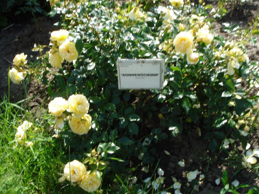  - 4Trandafiri 2016 Gradina botanica