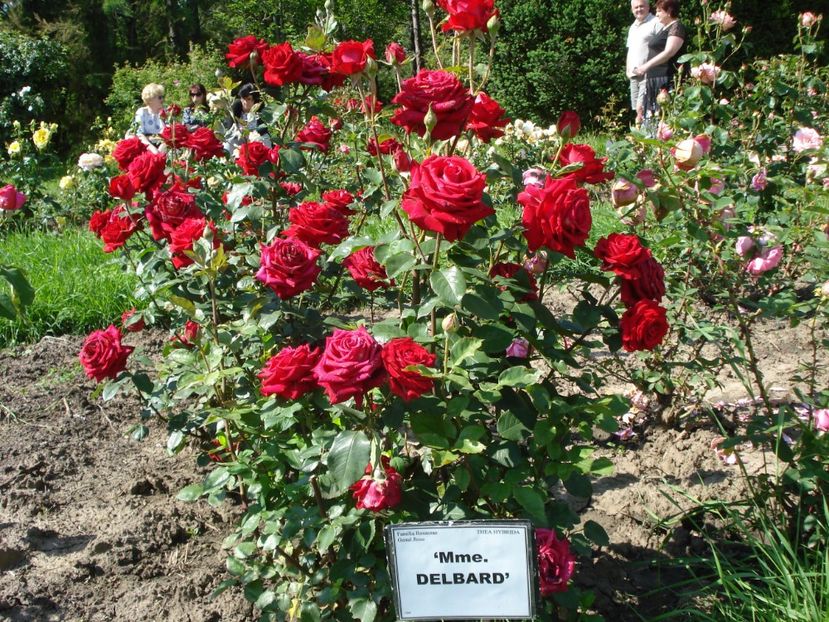  - 4Trandafiri 2016 Gradina botanica