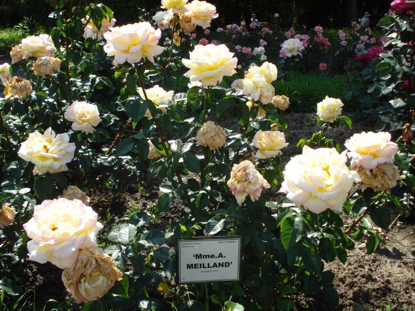  - 4Trandafiri 2016 Gradina botanica