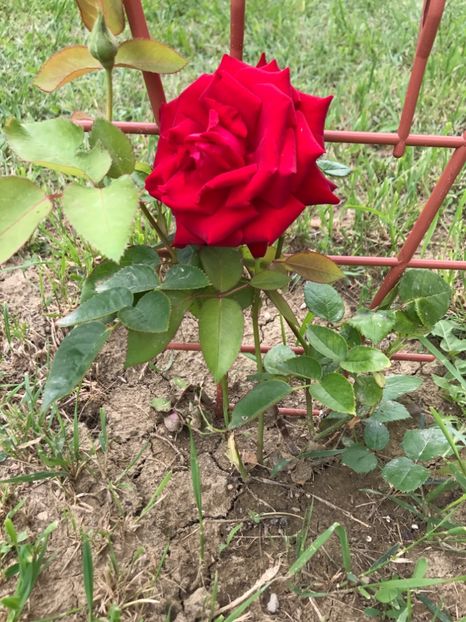 pus in toamna 2016 - Trandafiri 2017