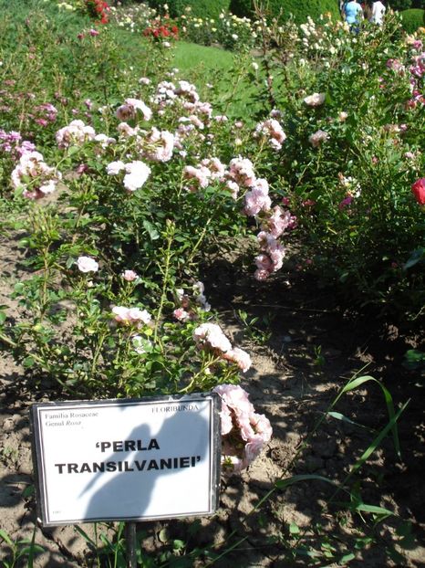  - 4Trandafiri 2016 Gradina botanica