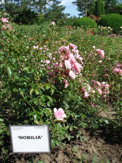  - 4Trandafiri 2016 Gradina botanica