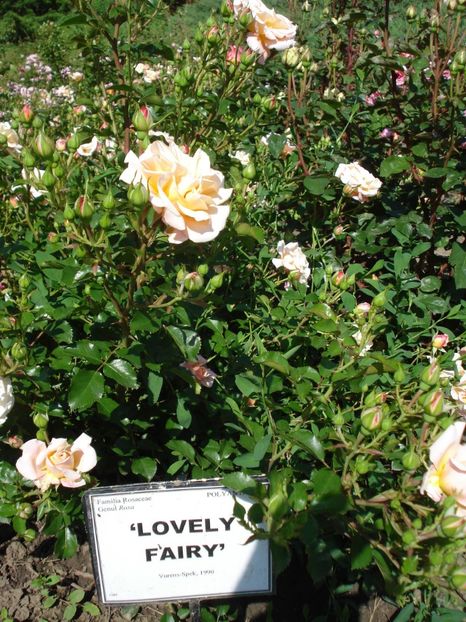  - 4Trandafiri 2016 Gradina botanica