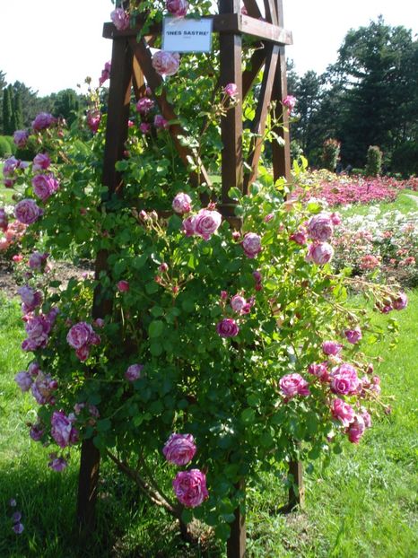  - 4Trandafiri 2016 Gradina botanica