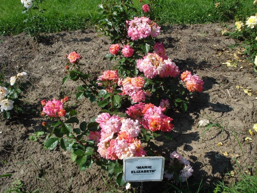  - 4Trandafiri 2016 Gradina botanica