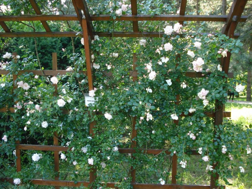  - 4Trandafiri 2016 Gradina botanica