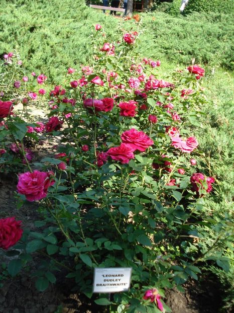  - 4Trandafiri 2016 Gradina botanica