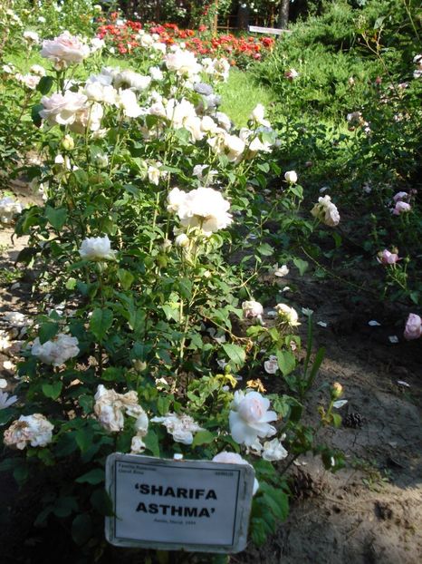  - 4Trandafiri 2016 Gradina botanica