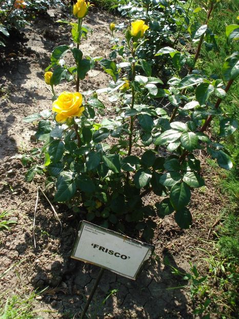  - 4Trandafiri 2016 Gradina botanica