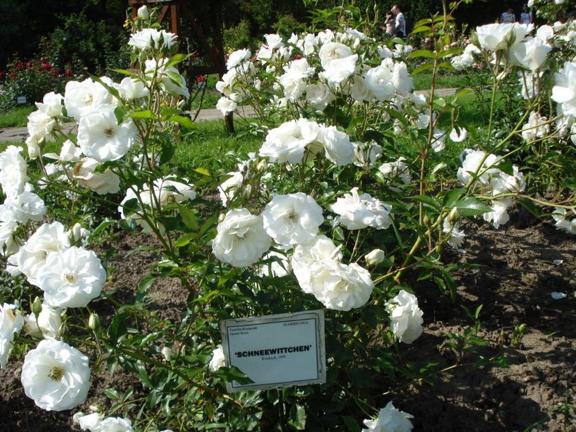  - 4Trandafiri 2016 Gradina botanica