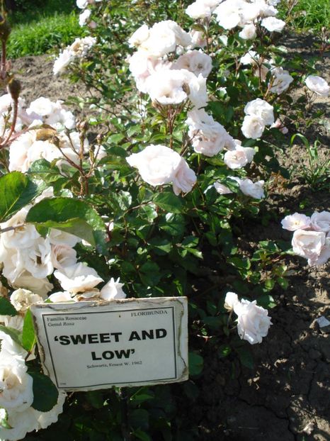  - 4Trandafiri 2016 Gradina botanica