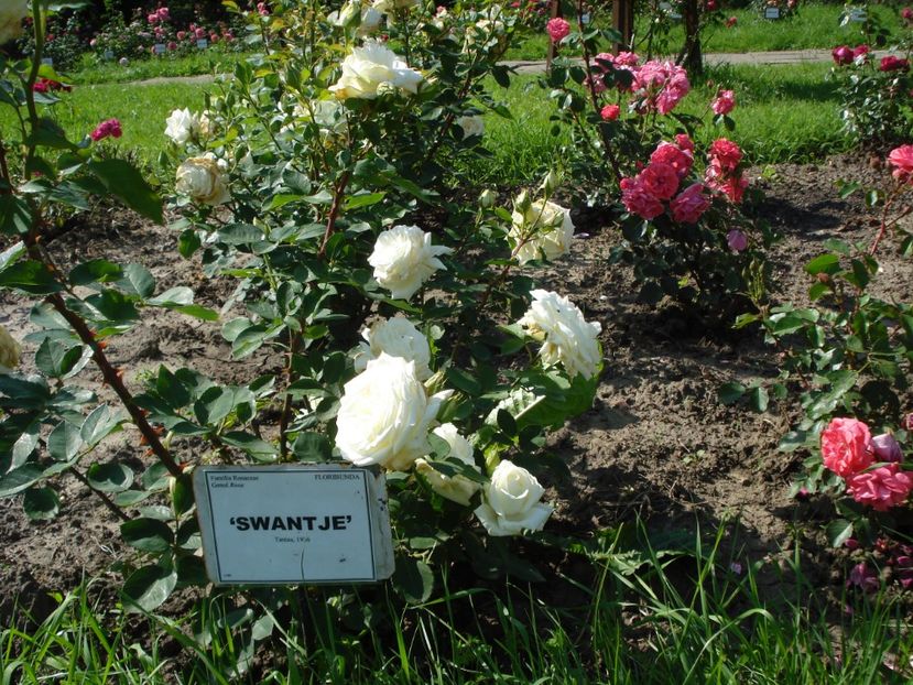  - 4Trandafiri 2016 Gradina botanica