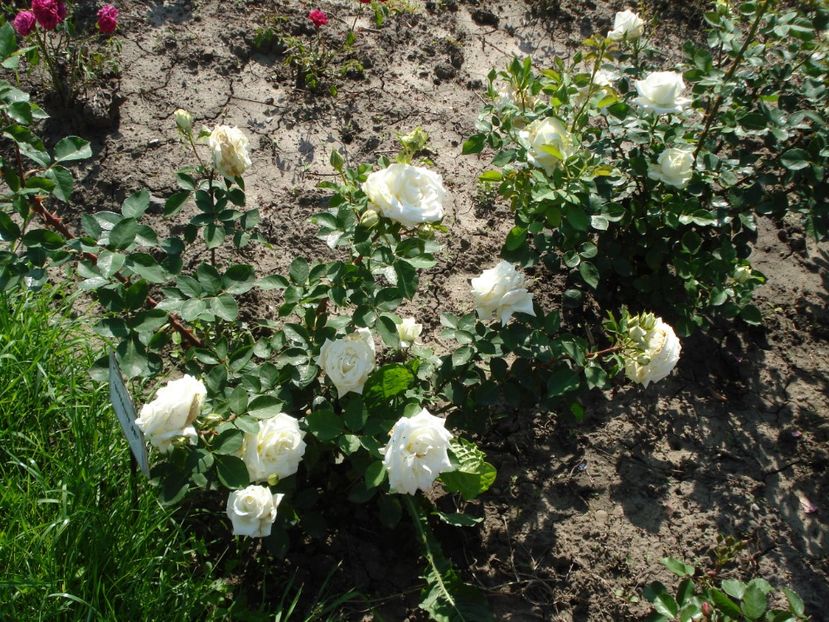  - 4Trandafiri 2016 Gradina botanica