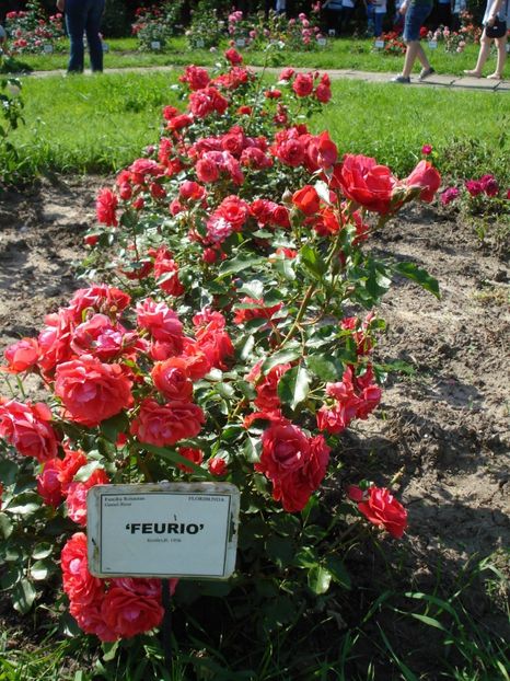  - 4Trandafiri 2016 Gradina botanica