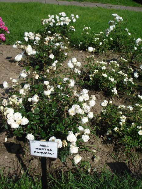  - 4Trandafiri 2016 Gradina botanica