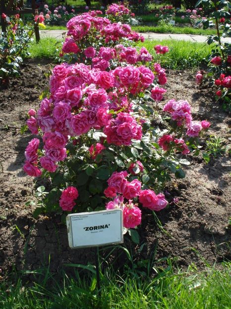  - 4Trandafiri 2016 Gradina botanica