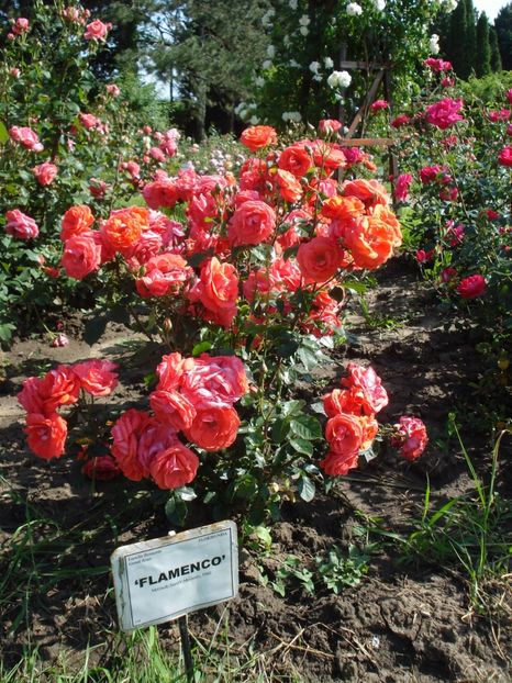  - 4Trandafiri 2016 Gradina botanica