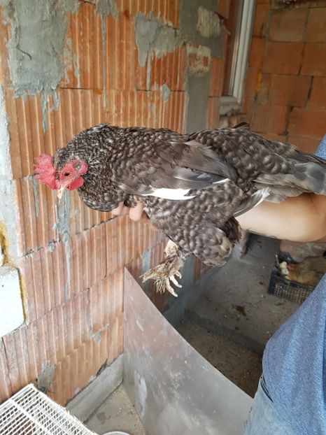 Pestriță - Găinușe