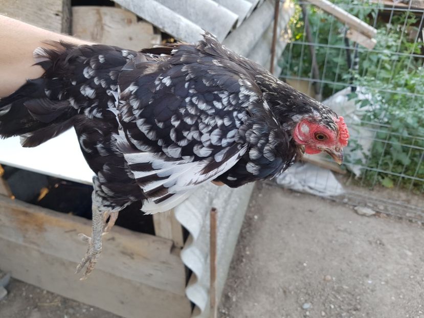 Creasta bătută - Găinușe