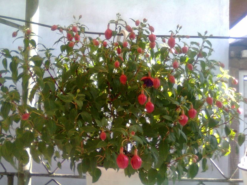 Fotografie0186 - Florile mele