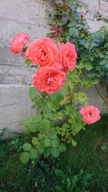  - Dee dee Bridgewater