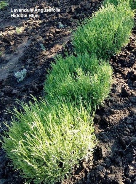 23.05.17 - 1 Multiplicare