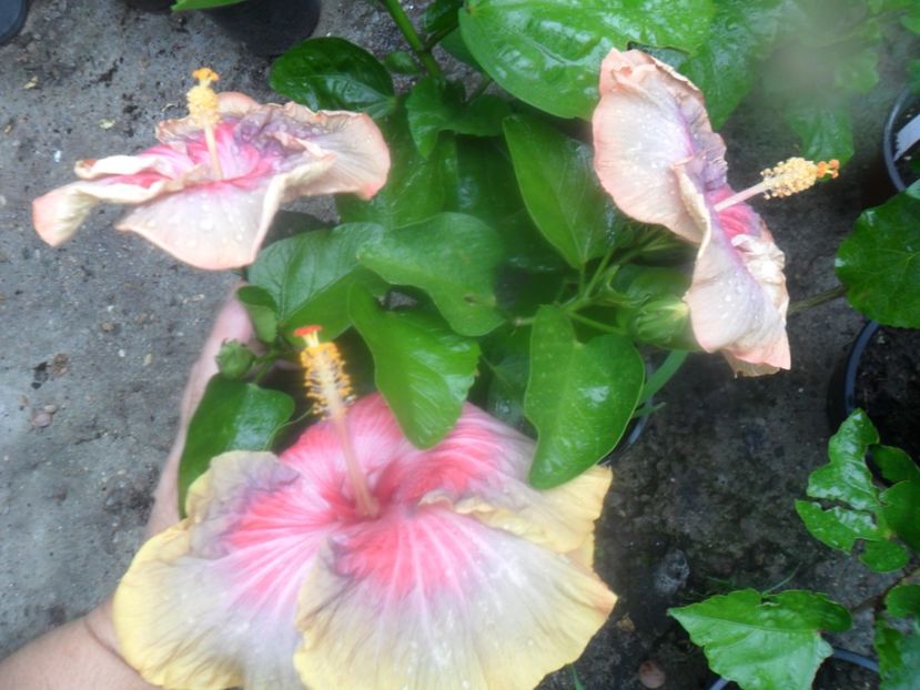  - hibiscusi 2017 4