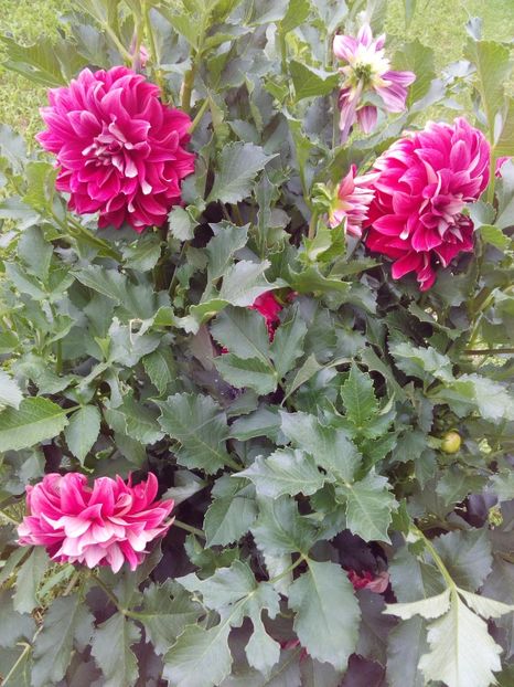  - AAAA_DALII 2015_2017_2018_2019_2020_2023