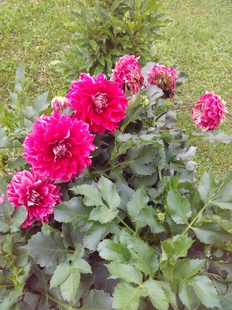  - AAAA_DALII 2015_2017_2018_2019_2020_2023