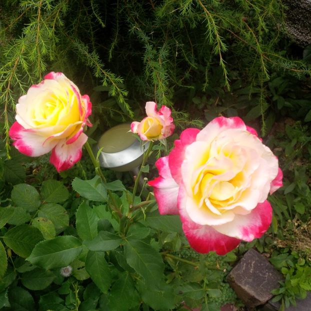 double delight - trandafiri 2017