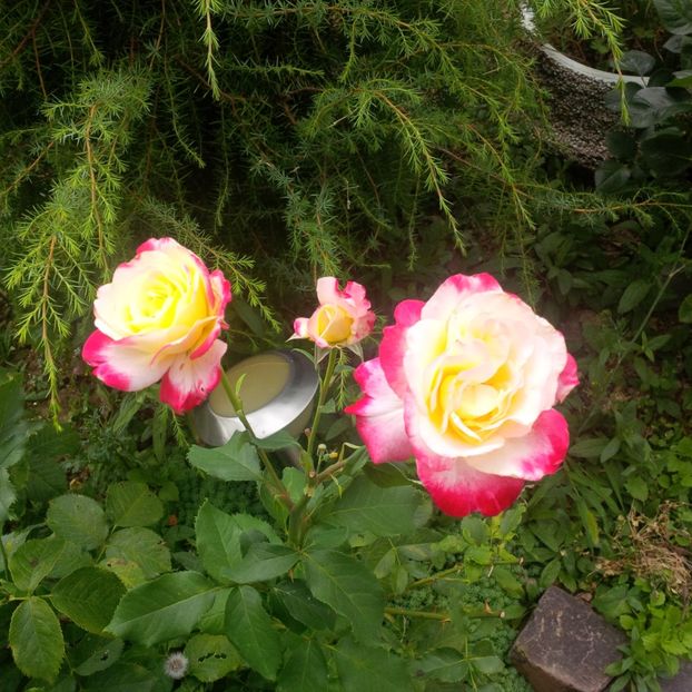 double delight - trandafiri 2017