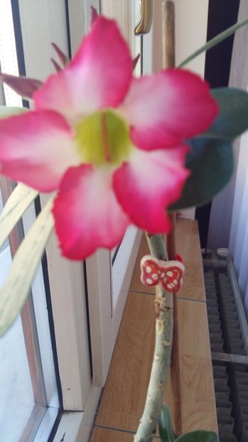 1500272755111-1834741167 - 2017 ADENIUM