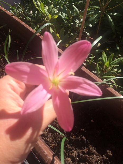 17.7.2017 - X-Zephyranthes