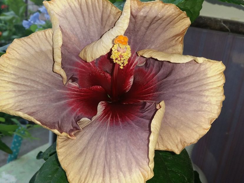  - Swamp Music-4-pierdut