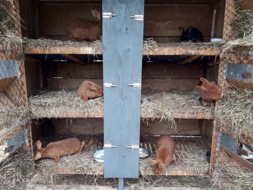  - A-IEPURI NEOZEELANDEZ ROSU