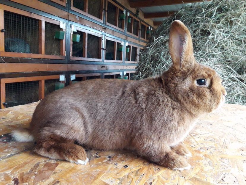  - A-IEPURI NEOZEELANDEZ ROSU